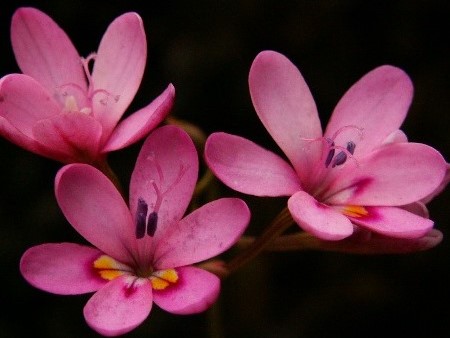 juhoafrická frézia-southafrican freesia